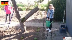 САЖАЕМ МАЛИНУ И КЛУБНИКУ НА ДАЧЕ!!!