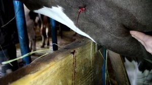 Внутривенная и подкожная инъекции у коровы