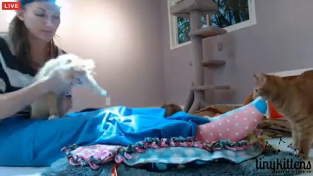 Tiny Kittens Shellys random visits