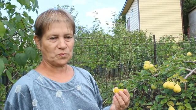 Груша Северянка