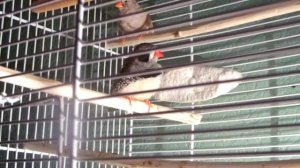 Зебровые Амадины. Гошка поёт