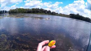 Зябликов ловит Видеоблог №46.Наши яй.. круче. Лягушки, проходимцы, слайды часть 3