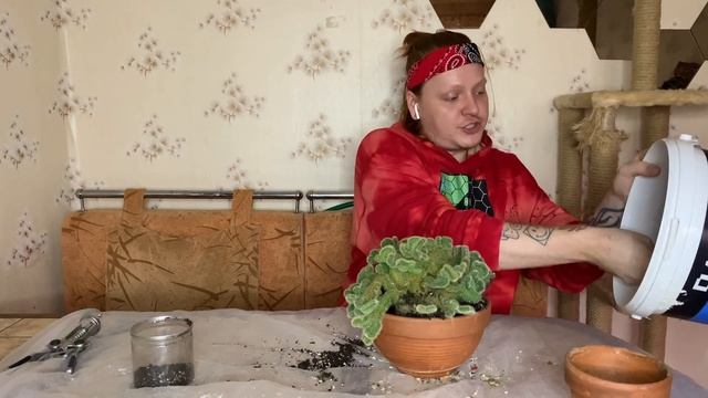 Уход и пересадка монструозного кристатного кактуса ,название которого я не знаю ? смотреть онлайн
