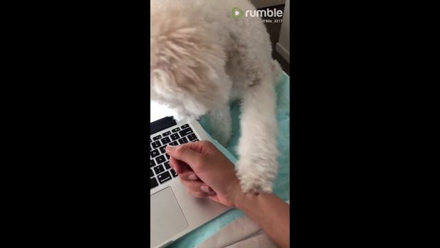 Needy puppy repeatedly forces owner to give scratches смотреть онлайн