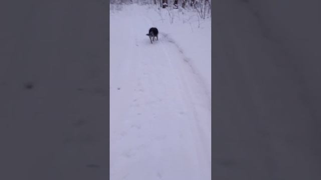 🌲🐺🌲 Собака убегает от Вас на прогулке? / Australian cattle dog смотреть онлайн