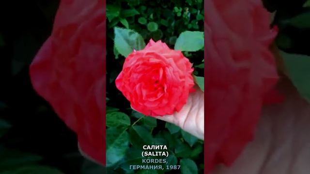 Роза Салита в моем саду 29.06.21. Salita Rose in my garden 29.06.21. Kordes, Германия, 1987. #short смотреть онлайн