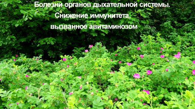 Родоначальник декоративных розовых культур смотреть онлайн