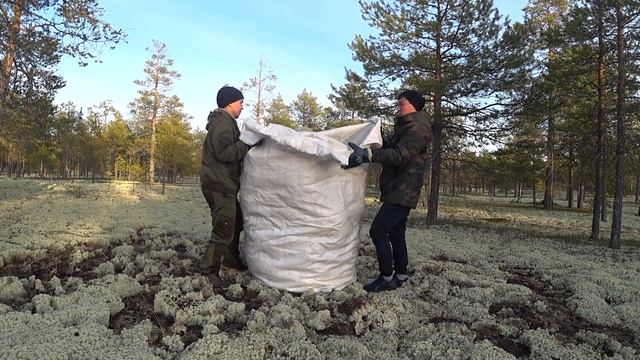ЗИМА БУДЕТ ДОЛГОЙ, ЯГЕЛЬ ОЛЕНЯМ смотреть онлайн