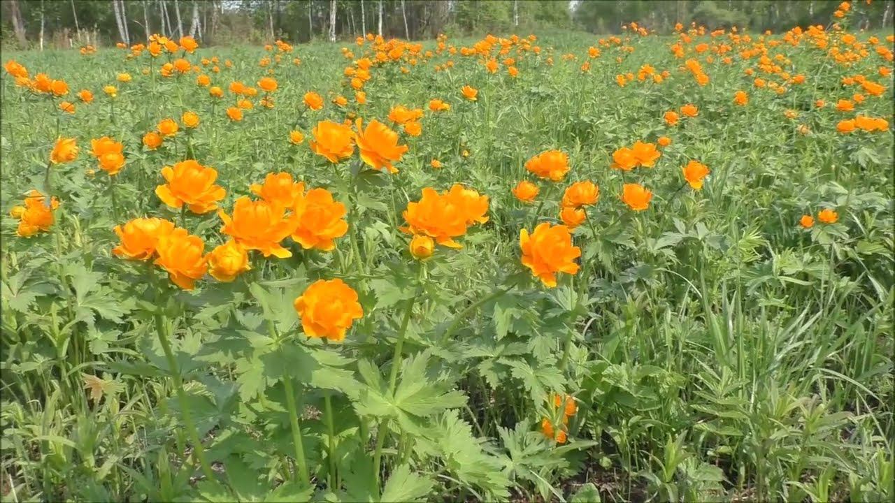 Жарки - сибирские розы. Красавицы 27.05.22г. Автор видео Елена Цыганова смотреть онлайн