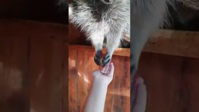 Енот кушает с рук #ручнойенот смотреть онлайн