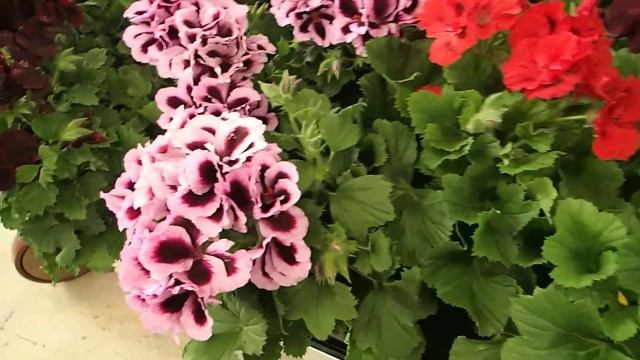 Pelargonium grandiflorum смотреть онлайн