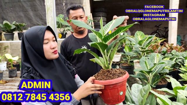 OBRAL LAGI IMPOR+LOKAL HARGA PALING MURAH PART III HARGA DI BAWAH TOKO LAIN 🤭🤭🤭 смотреть онлайн