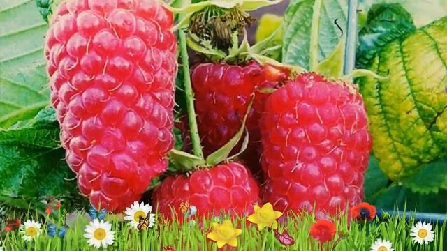 Малина традиционная Краса России ? Обзор: посадка и уход. крупномеры малины: описание и особенности