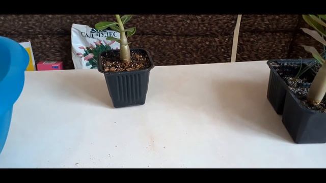 Адениум от посева до цветения 5 месяцев!