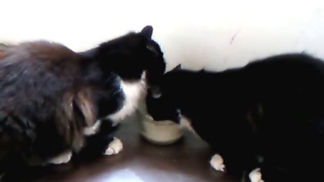 Коты делят миску. смотреть онлайн