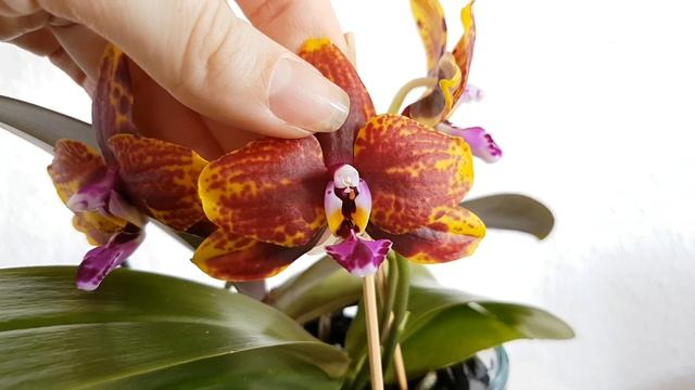 GVOS2020 - Phalaenopsis 'Vesuvius'