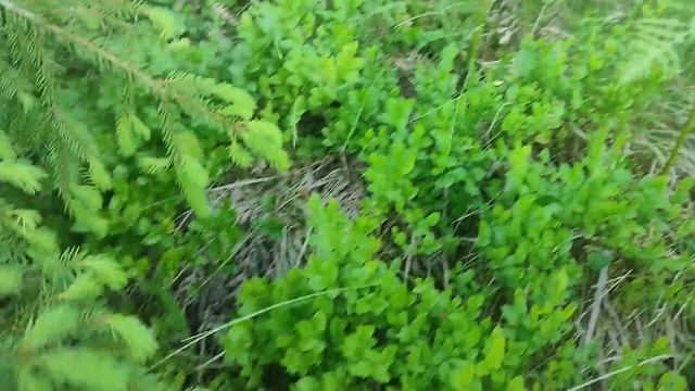 Вечірня грибалка в Карпатах вразила! 5кг. Білих грибів!!! ? ? ? (20.06.2023) смотреть онлайн