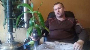 Цветок золотой ус или домашний женьшень, полезные свойства и применение.