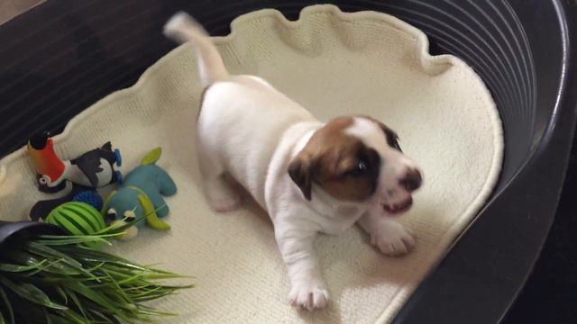 1-Бьютти Джэк рассел -основн видео смотреть онлайн