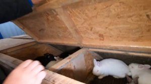 Забой кроликов сколько мяса в 100, 70 дней