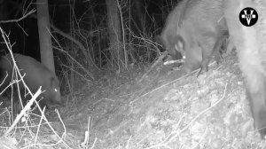 ДИКИЙ КАБАН. Все про вепрь. Охота на секача !