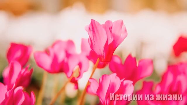 Дальнобойщик решил сделать жене сюрприз и вернулся из рейса без предупреждения... смотреть онлайн