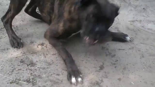 Тигровый боксер Джеська на прогулке смотреть онлайн