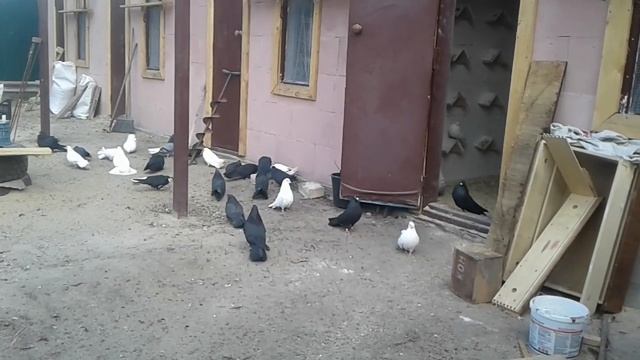 Николаевские голуби Украины вРоссии смотреть онлайн