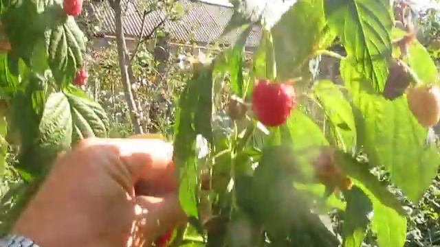 Малина "Полана". Первый урожай. смотреть онлайн