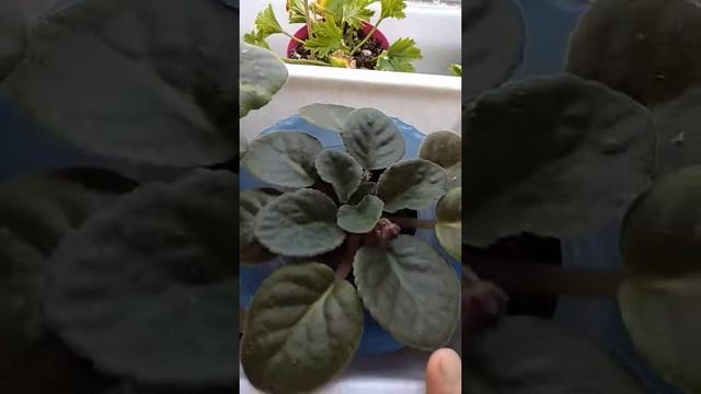 Моё увлечение. смотреть онлайн