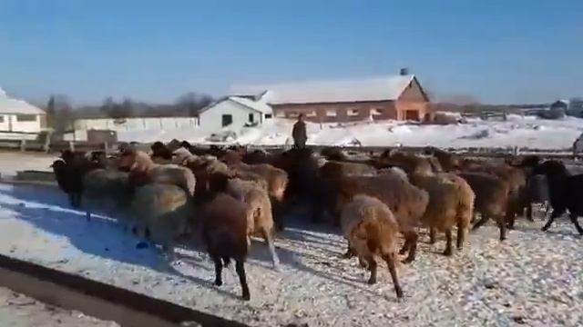 овцы Эдильбай, огулянные чистокровным бараном Дорпер смотреть онлайн