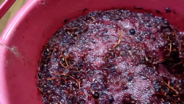 САМЫЙ ПРОСТОЙ СПОСОБ приготовления вина из ВИНОГРАДА своими руками смотреть онлайн