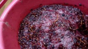 САМЫЙ ПРОСТОЙ СПОСОБ приготовления вина из ВИНОГРАДА своими руками