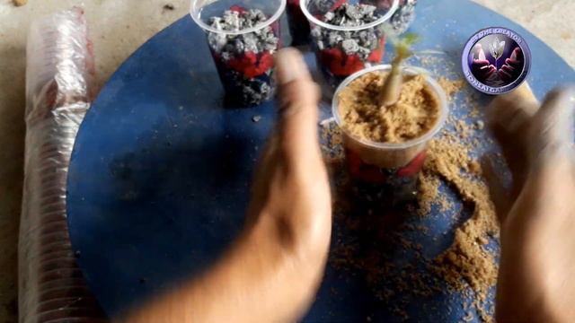 ALL ABOUT ADENIUM S1 E1, Seed to Caudex Step by Step, Be the Creator, Aug'21 смотреть онлайн