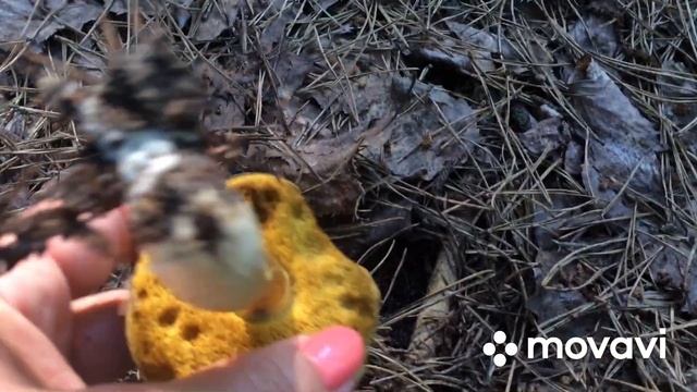 Грибной сезон 2020 г. Грибы в жару. Гебелома горчичная. Подберезовики, млечники и другие. смотреть онлайн