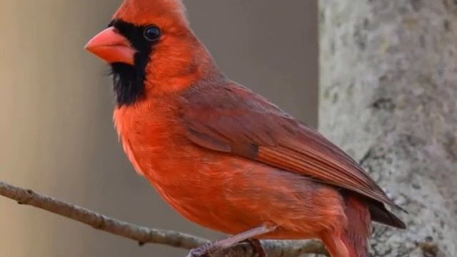 Кардинал.Птица-дочь Солнца. смотреть онлайн