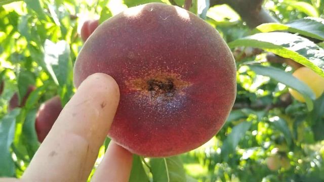 Інжирний персик Уфо-2 смотреть онлайн