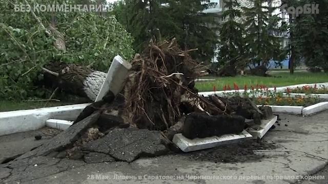 На Чернышевского ветром вырвало с корнем несколько деревьев. Видео смотреть онлайн