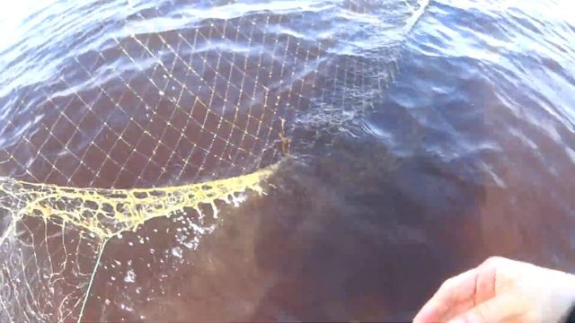 Арктика | Где ходит рыба? | Проверяю сеть на рыбной тропе в Белом море! смотреть онлайн