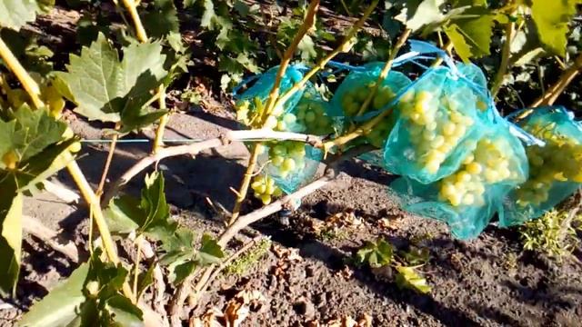 Виноград Аркадия 2020 смотреть онлайн