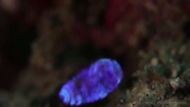 Это самец морского рачка из рода Sapphirina смотреть онлайн