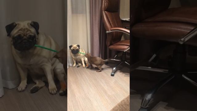 Natize Imhotep. В гости к царю пришел жирненький мопс. слуга... смотреть онлайн