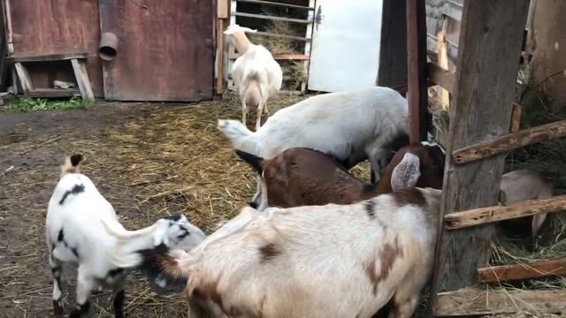 Кормление коз! Как Я… кормлю своих коз! смотреть онлайн
