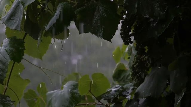 Лучшие звуки для Релаксации крепкого и моментального сна, со звуком грозы и  грома.