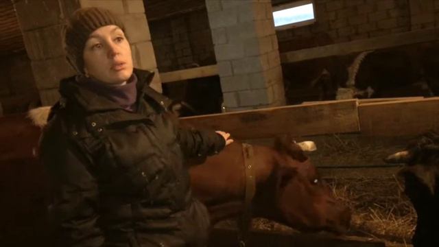 Вальмики дас. Забота о коровах, Усть-Заостровка смотреть онлайн