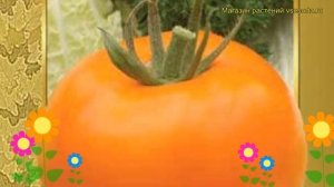 Томат обыкновенный Золотая теща f1. Краткий обзор, описание характеристик Zolotaya teshcha f1