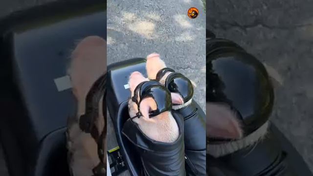 хрюшки путешествуют смотреть онлайн