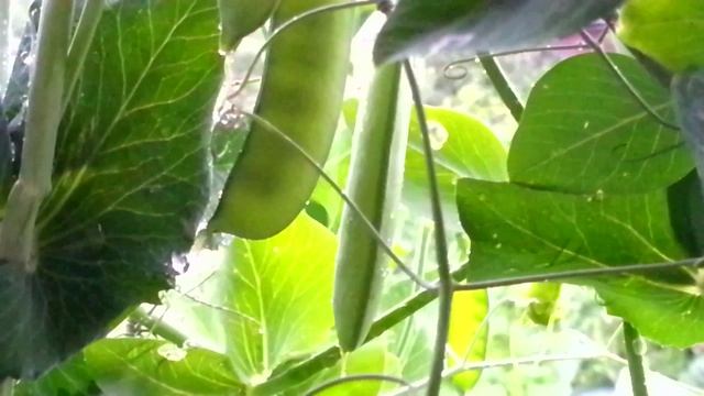 Горох и дождь в июле смотреть онлайн