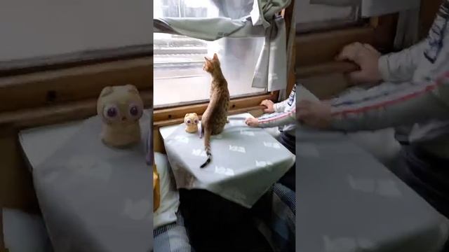 Бенгальский котенок в поезде! Перевозка котёнка в поезде ? смотреть онлайн