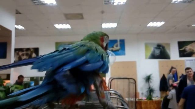 Зоопарк экзотических животных. ТРЦ Караван. Днепропетровск. смотреть онлайн